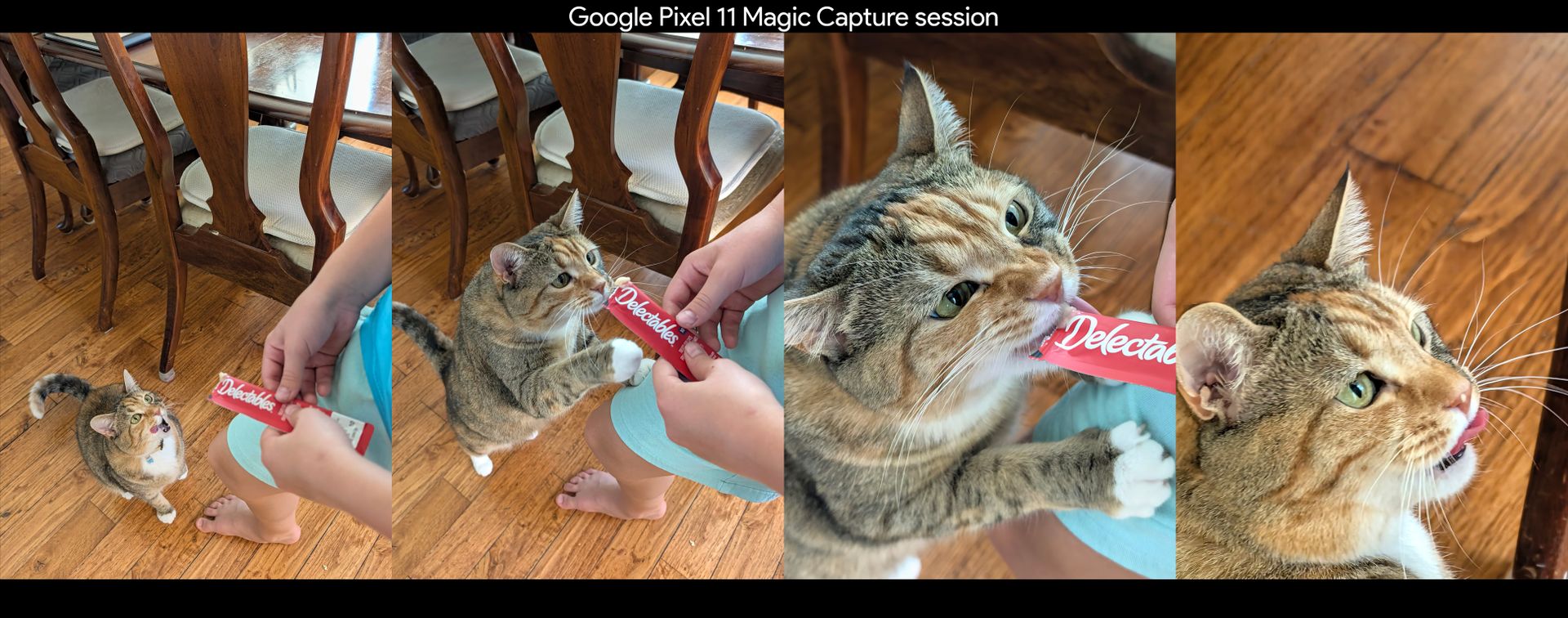 Google Pixel 11 Pro üzerinde Magic Capture ile çekilmiş, bir kedinin atıştırmalık yediği dört fotoğraf